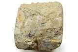 Wide Petrified Wood (Schinoxylon) Limb - Blue Forest, Wyoming #373459-2